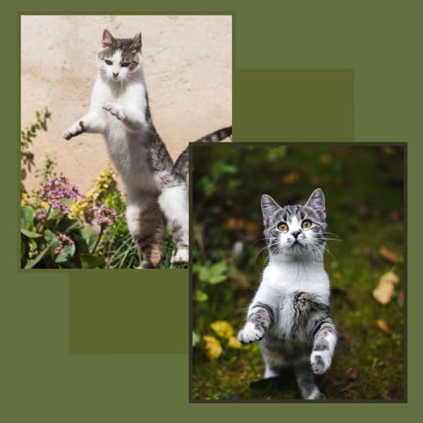 Backdrop for Sitting Back Cats - Music for Resting Cats