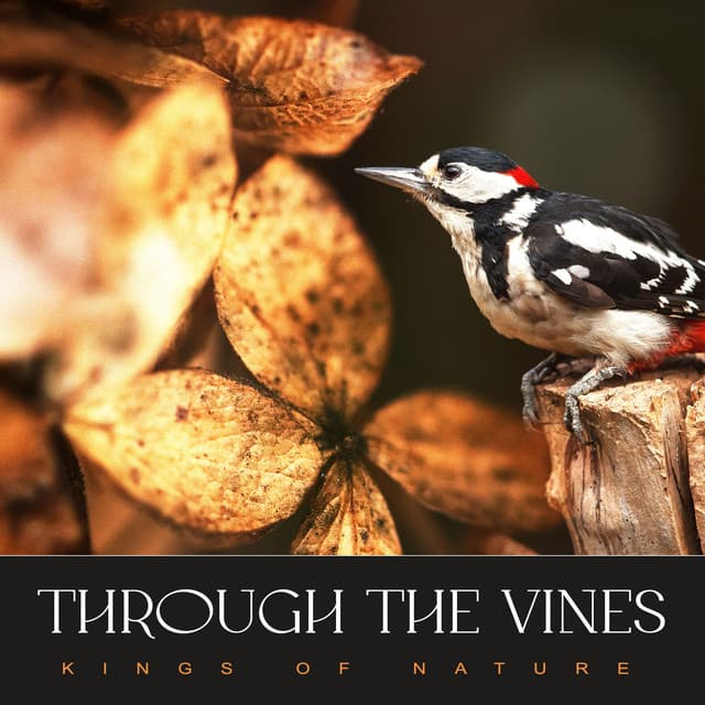 Through The Vines - Kings of Nature