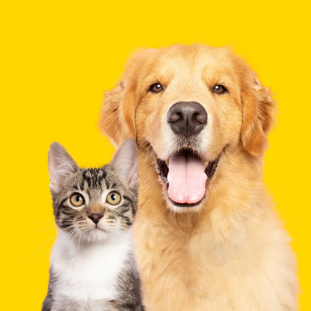 Soft Music to Relax Your Pets - Alpha Waves