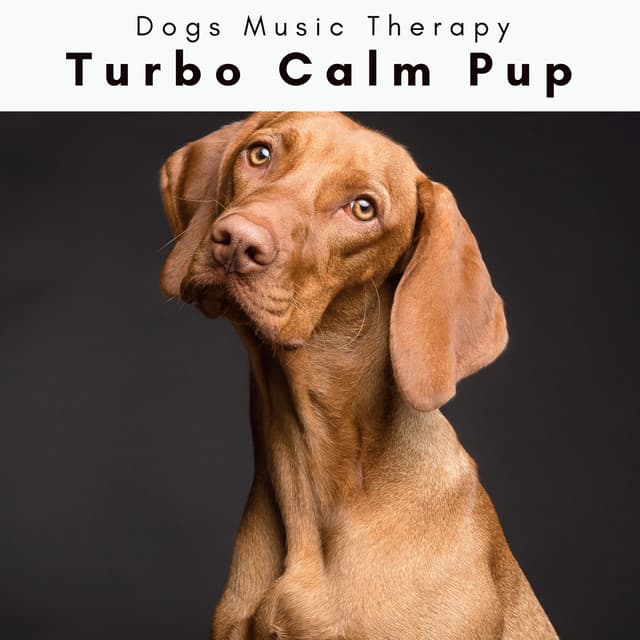 4 Dogs: Turbo Calm Pup - Dogs Music Therapy