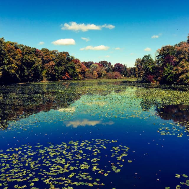 Soothing Waters' Lull: Streamside Nocturnal Verse - Brain Timbre