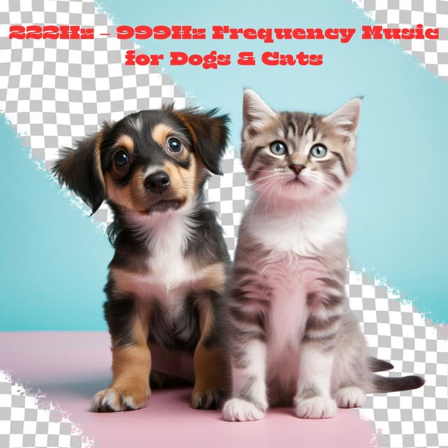 222Hz – 999Hz Frequency Music for Dogs & Cats - Cat Music!
