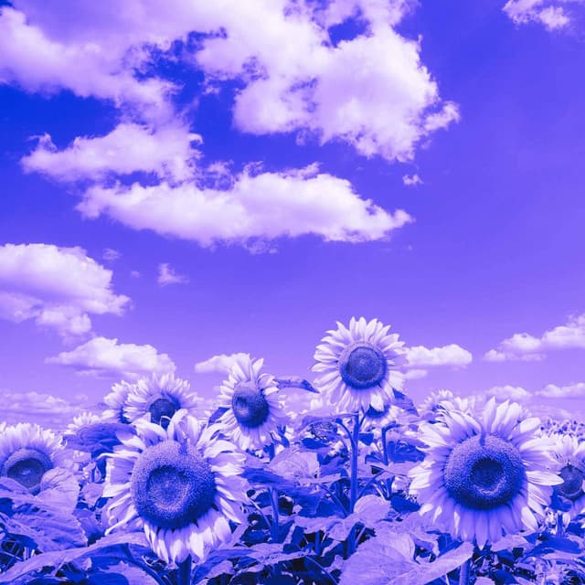 Vivacious Backdrop for Sweater Weather - Wine Bar Music