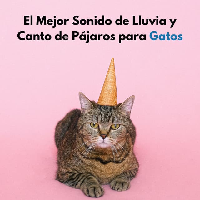 El Mejor Sonido De Lluvia Y Canto De Pájaros Para Gatos - Lluvia en el Bosque