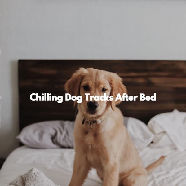 Chilling Dog Tracks After Bed - Jazz per Studiare