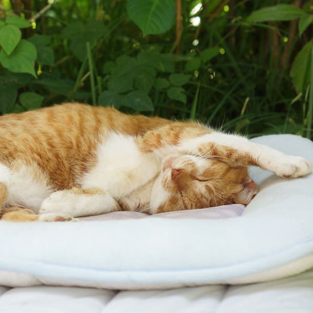 Feline Serenity: Orchestra Music to Relax Cats - Raymond Floyd