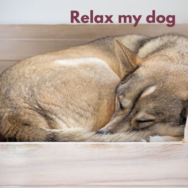 Dog Chill - Música Para Cães Adormecidos