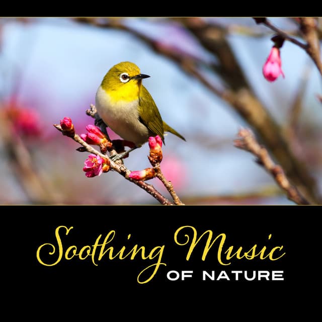 Soothing Music of Nature - Nature Music Sanctuary