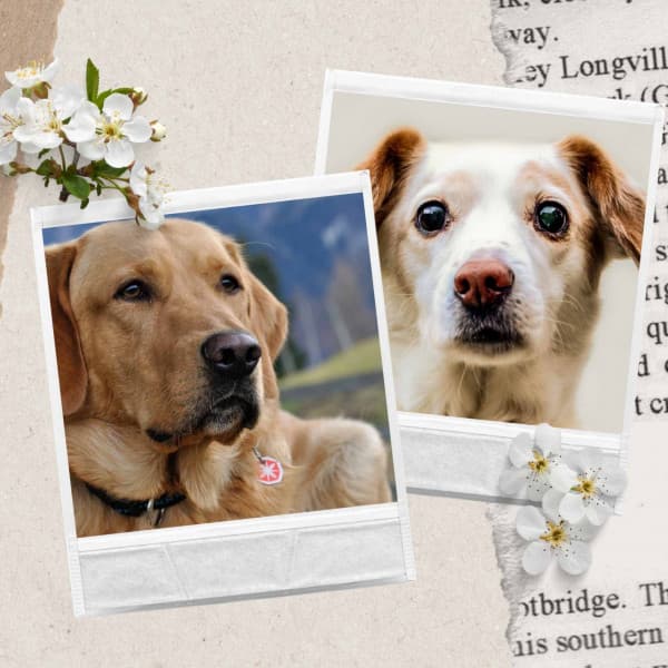 Tranquil - Good Dog Music