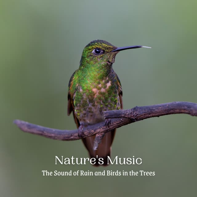 Nature's Music: The Sound of Rain and Birds in the Trees - Rain Paris