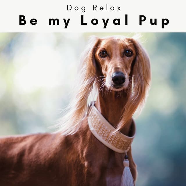 4 Paws: Be my Loyal Pup - Dog Relax