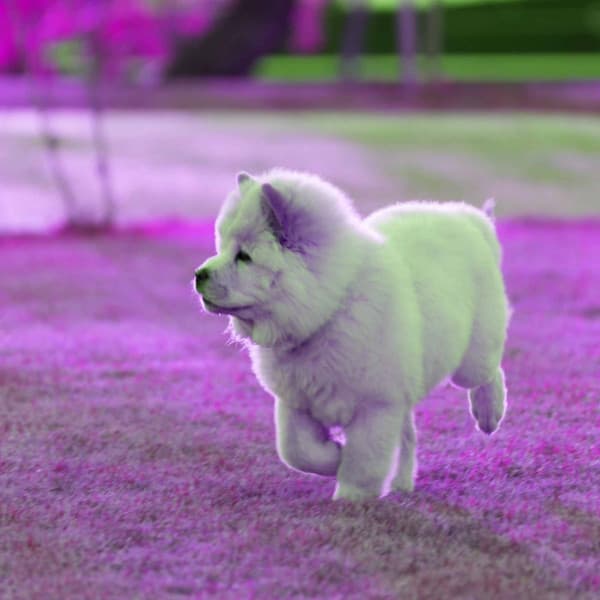 Music for Cozy Doggy Zone - Jazz Quintet - Dog Separation Anxiety Music