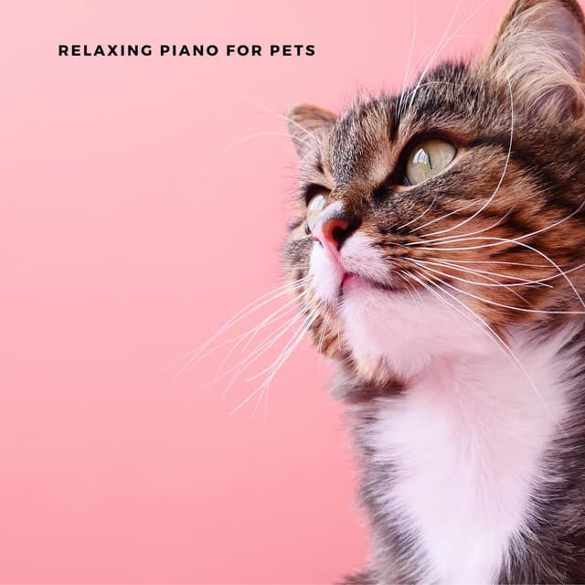 Music For Your Cat - Relaxing Piano For Pets
