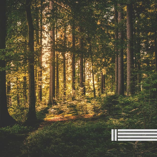 Sounds Of Forest Nature - Birds In The Forest