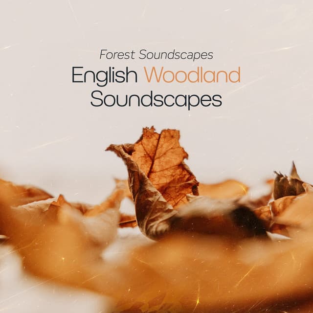 English Woodland Soundscapes - Forest Soundscapes
