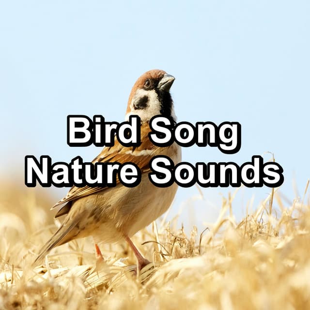 Bird Song Nature Sounds - Bird Sounds 2016