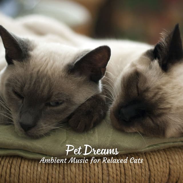 Pet Dreams: Ambient Music for Relaxed Cats - Relaxing Ambients