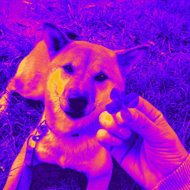 Fantastic Backdrop for Safe Doggies - Dog Sleeping Soundtracks Deluxe