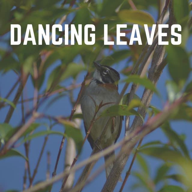 Dancing Leaves - Nature Sounds Nature Music
