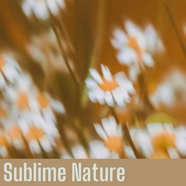 Sublime Nature - Rain Sounds Nature Collection