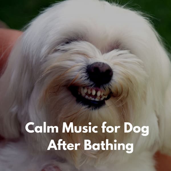 Calm Music for Dog After Bathing - Dinner Music Chill
