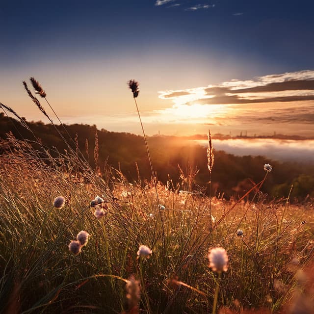 Calming Vibes: Music for Serene Evenings - Calm Music Moments