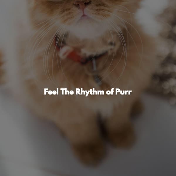 Feel The Rhythm of Purr - Musica para Estudiar Radio