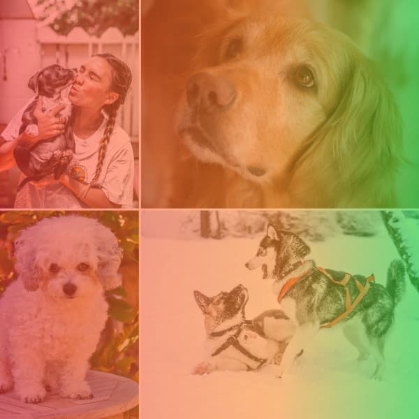 Music for Napping Dogs - Beautiful No Drums Jazz - Dog Relax