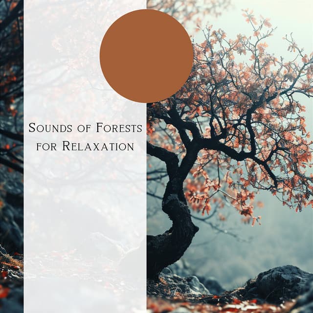 Sounds of Forests for Relaxation - Natural Forest FX