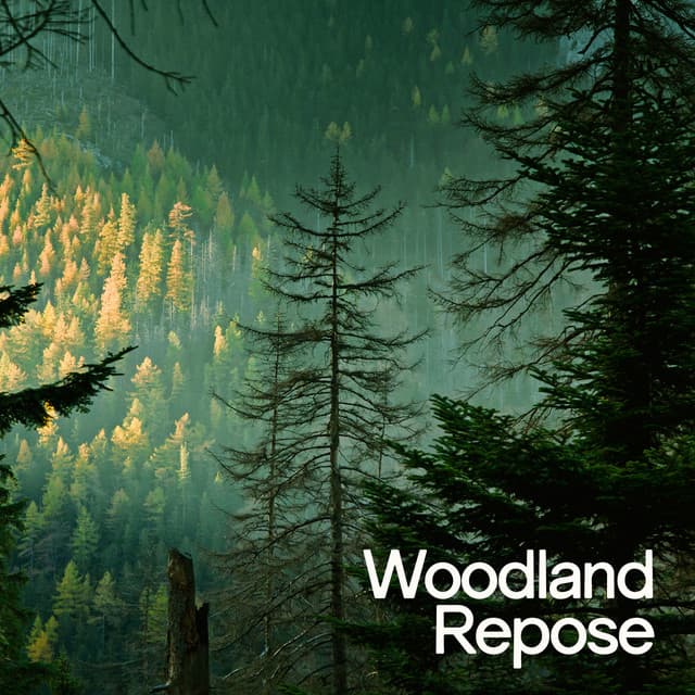 Woodland Repose - Nature Sounds Nature Music