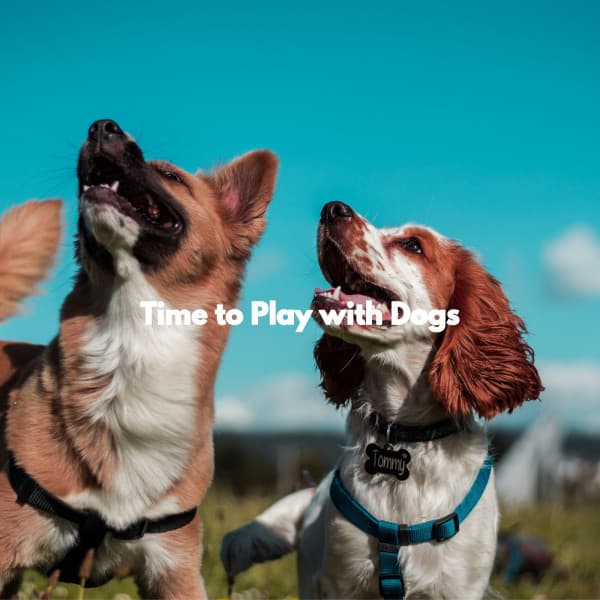 Time to Play with Dogs - Relaxing Guitar