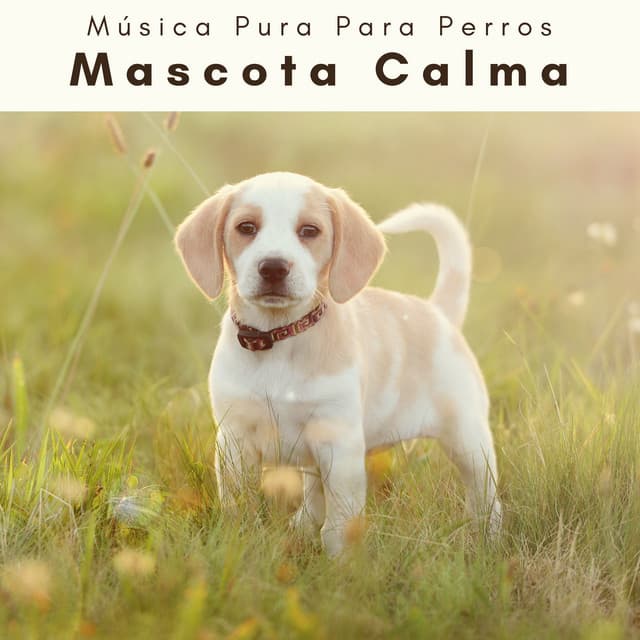 4 Patas: Mascota Calma - Música Pura Para Perros