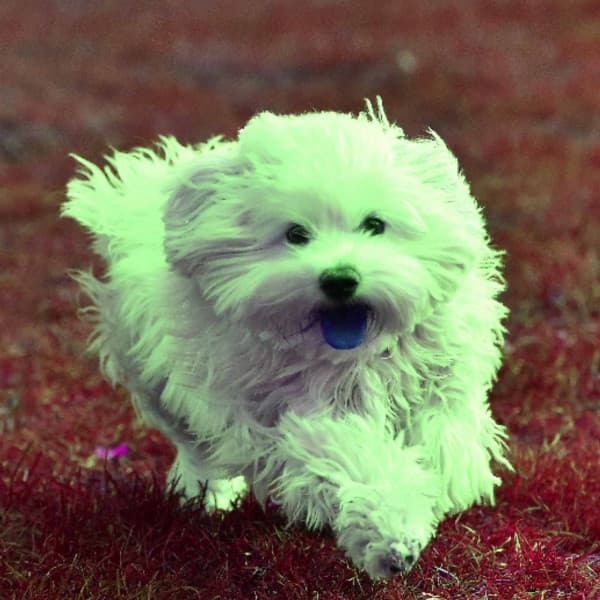 Funky Guitar Jazz - Ambiance for Puppy Calmings - Dog Anxiety Music