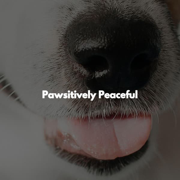 Pawsitively Peaceful - Soft Alternative Lounge Jazz
