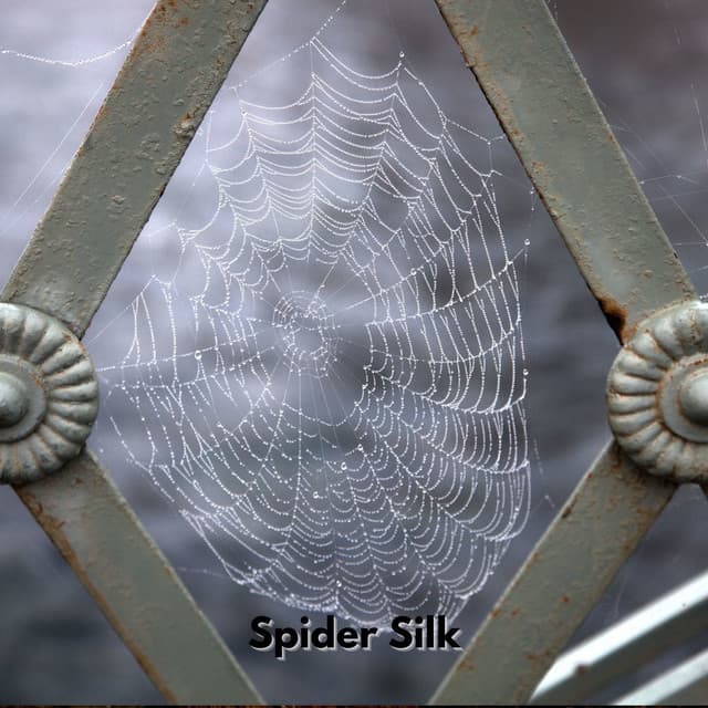 Spider Silk - Luby Grace