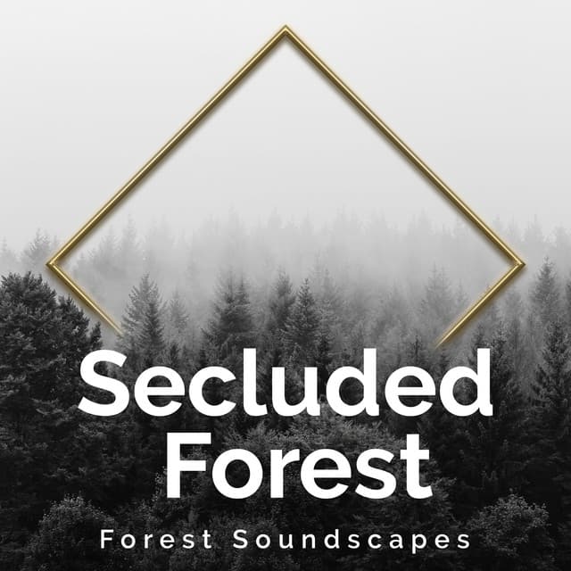 Secluded Forest - Forest Soundscapes