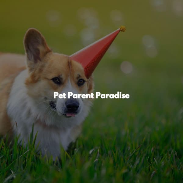 Pet Parent Paradise - Jazz & Study Playlist