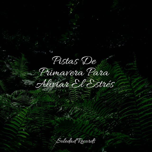 Pistas De Primavera Para Aliviar El Estrés - Fabricantes De Lluvia