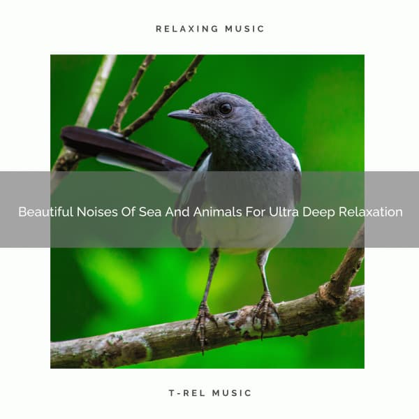 Beautiful Noises Of Sea And Animals For Ultra Deep Relaxation - The Noise Project