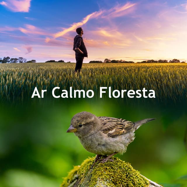 Ar Calmo Floresta - Natureza