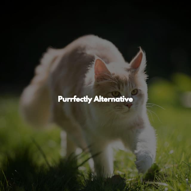 Purrfectly Alternative - Jazz Vibe Duo