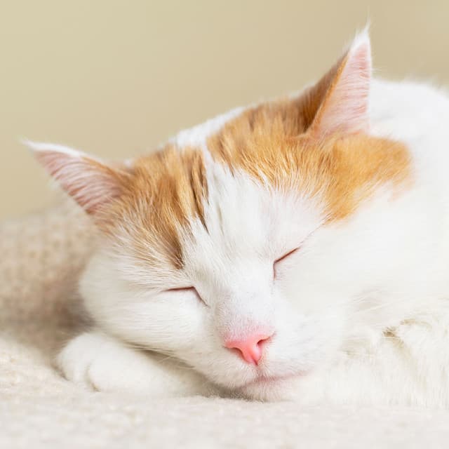 Catnap Delight: Ambient Soundscapes for Restful Cats - Wildlife Sound Recordings