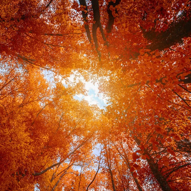 ! ! ! ! ! Bosque ! ! ! ! ! - Forest Sounds