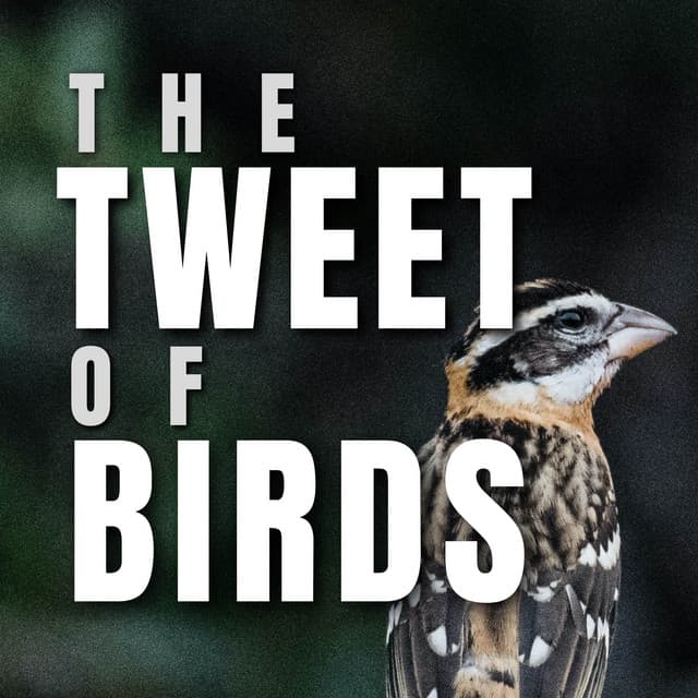The Tweet of Birds - Bird Sounds