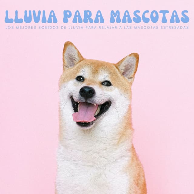 Lluvia Para Mascotas: Los Mejores Sonidos De Lluvia Para Relajar A Las Mascotas Estresadas - Academia de música de mascotas tranquilas