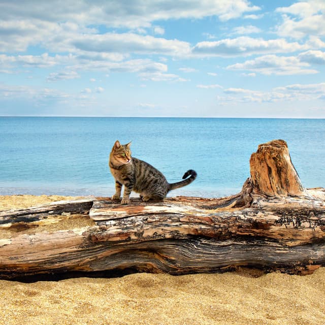 Seashore Cat Serenity: Binaural Oceanic Calmness Haven - Binaural Beats Sleep Tones