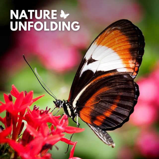 Nature Unfolding - Cricket Sounds