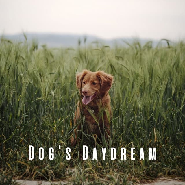 Dog's Daydream: Chill Music with Gentle Stream Sounds - Water Sounds