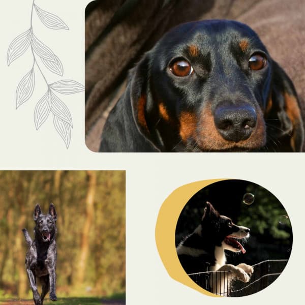 Dogs on Couch - Laid-back - Sleeptime for Dogs