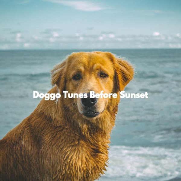 Doggo Tunes Before Sunset - Dog Relaxation